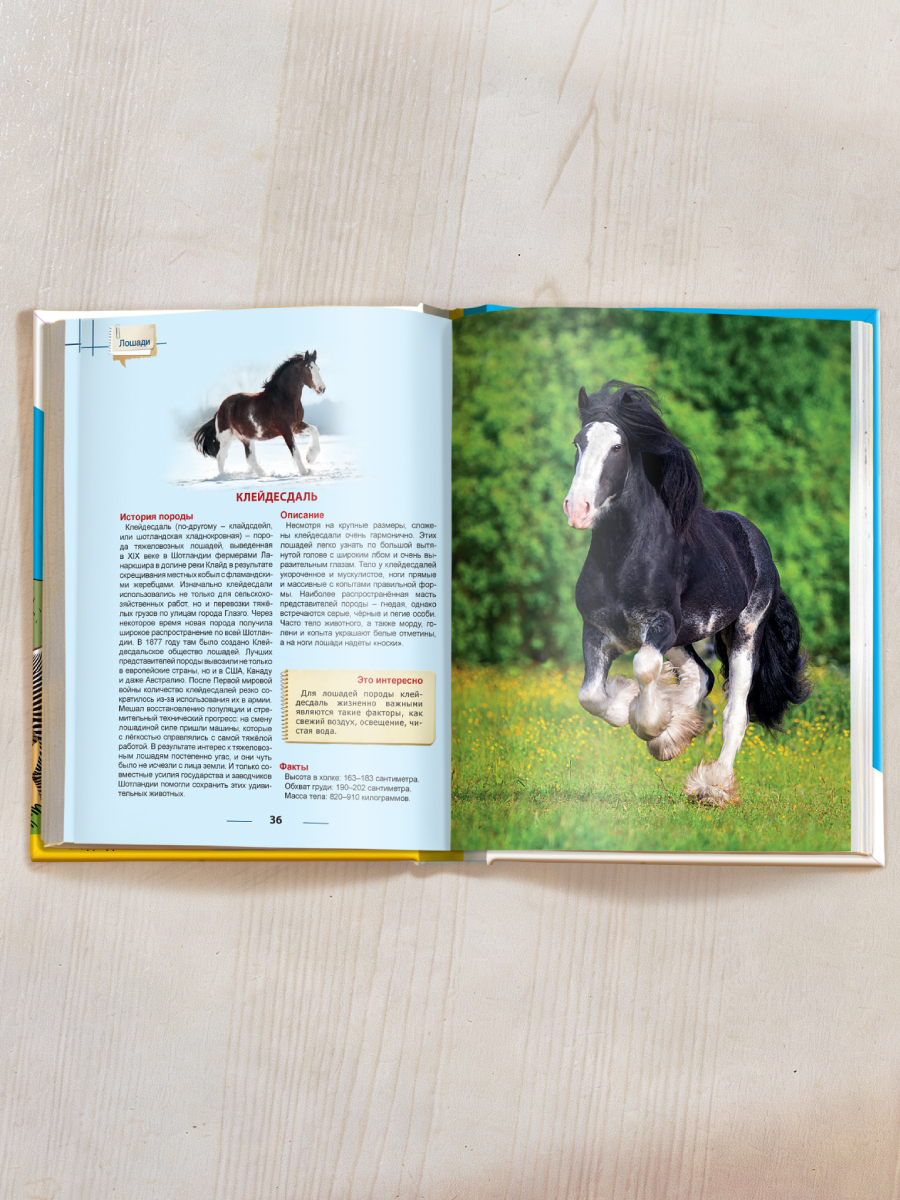 Книга Проф-Пресс Энциклопедия для детей. Лошади - фото 7