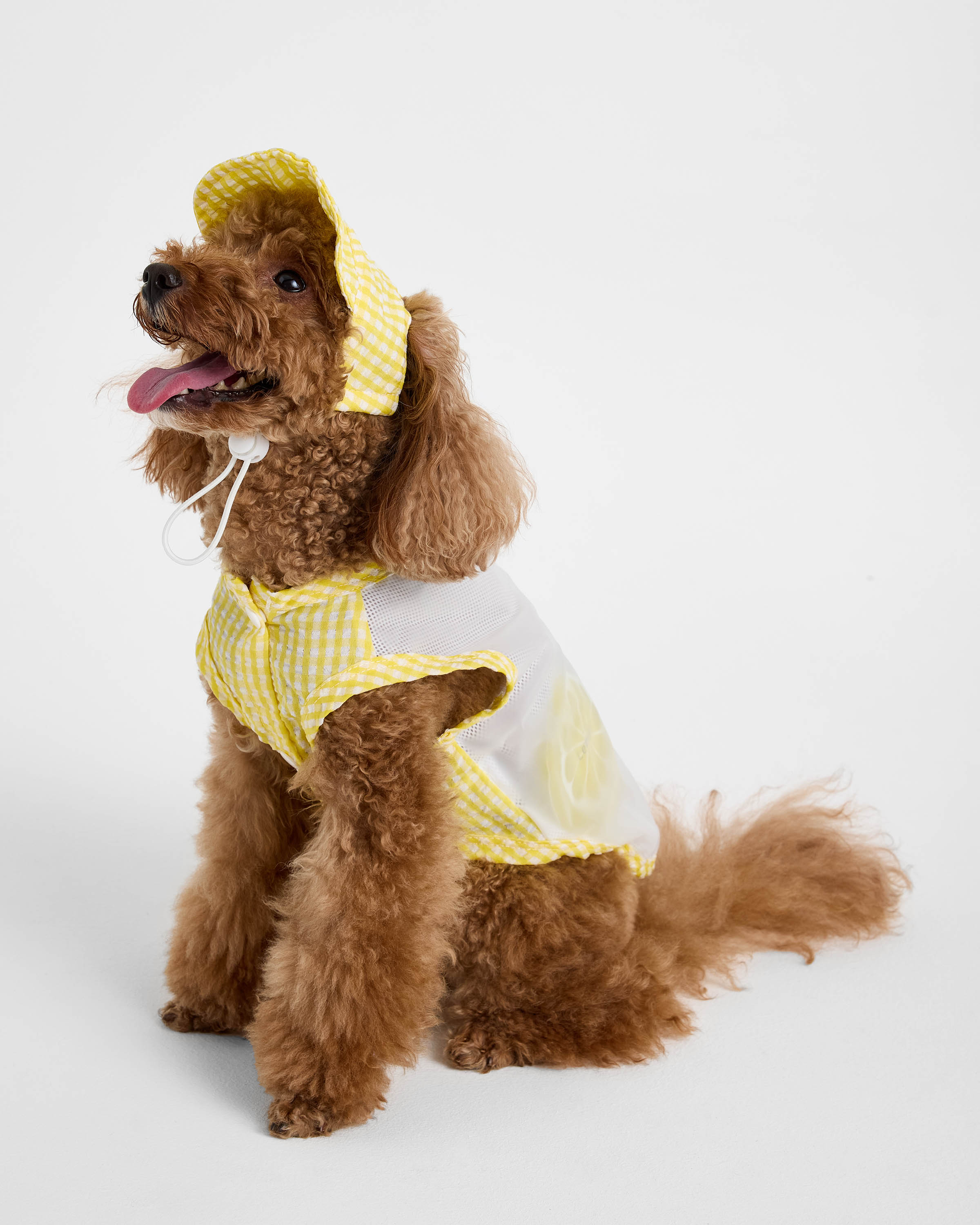 Костюм для собак и кошек Зоозавр - фото 1