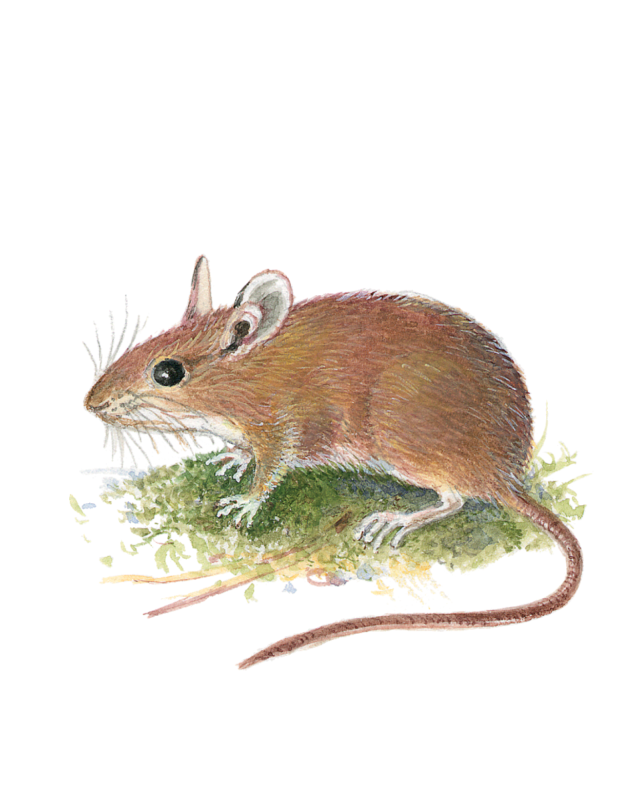 Книга ALBUS CORVUS Экспедиция Софи - фото 7