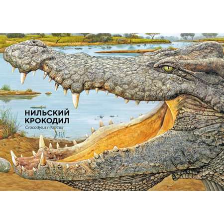 Книга Махаон Животные Африки в натуральную величину Хааг Х. Серия: Иллюстрированная энциклопедия