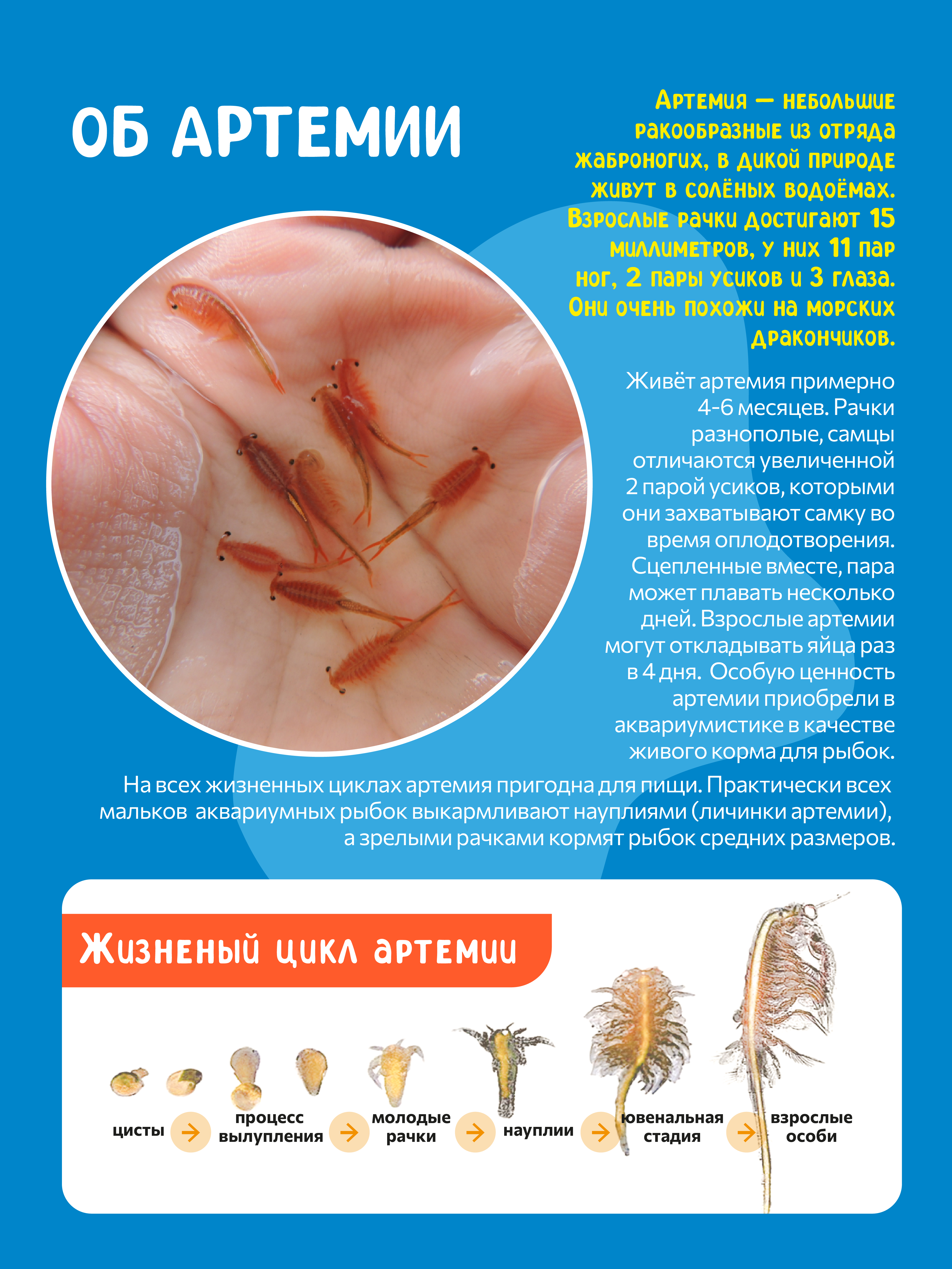 Набор для выращивания ВИСМА Вырасти Морские Дракончики - фото 2