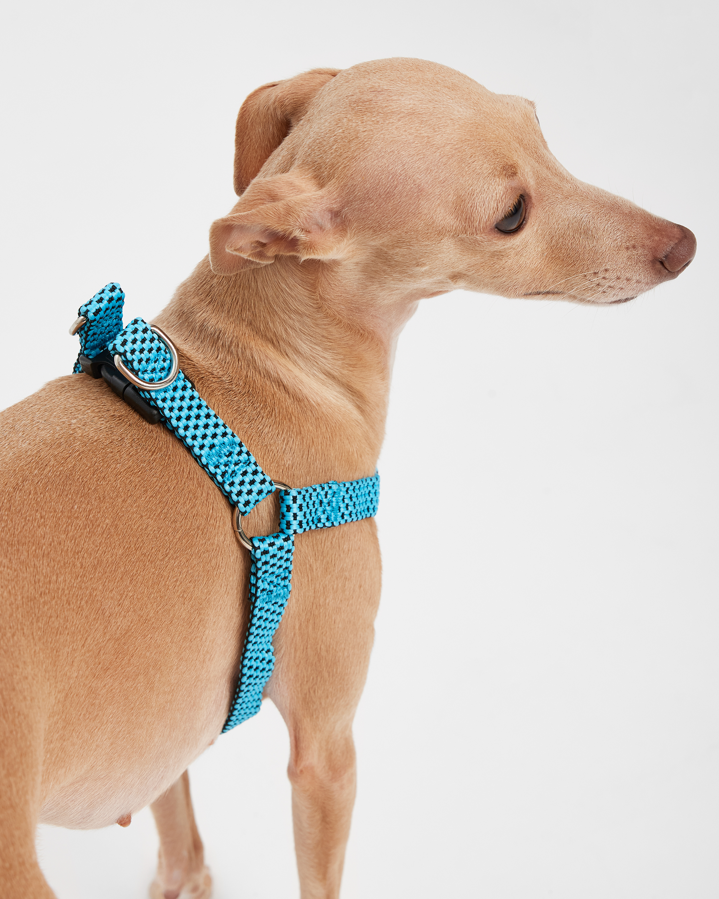 Шлейка для собак мелких пород Barbaks голубая с вкраплениями полиэстер S (1.5*25-40см) - фото 3
