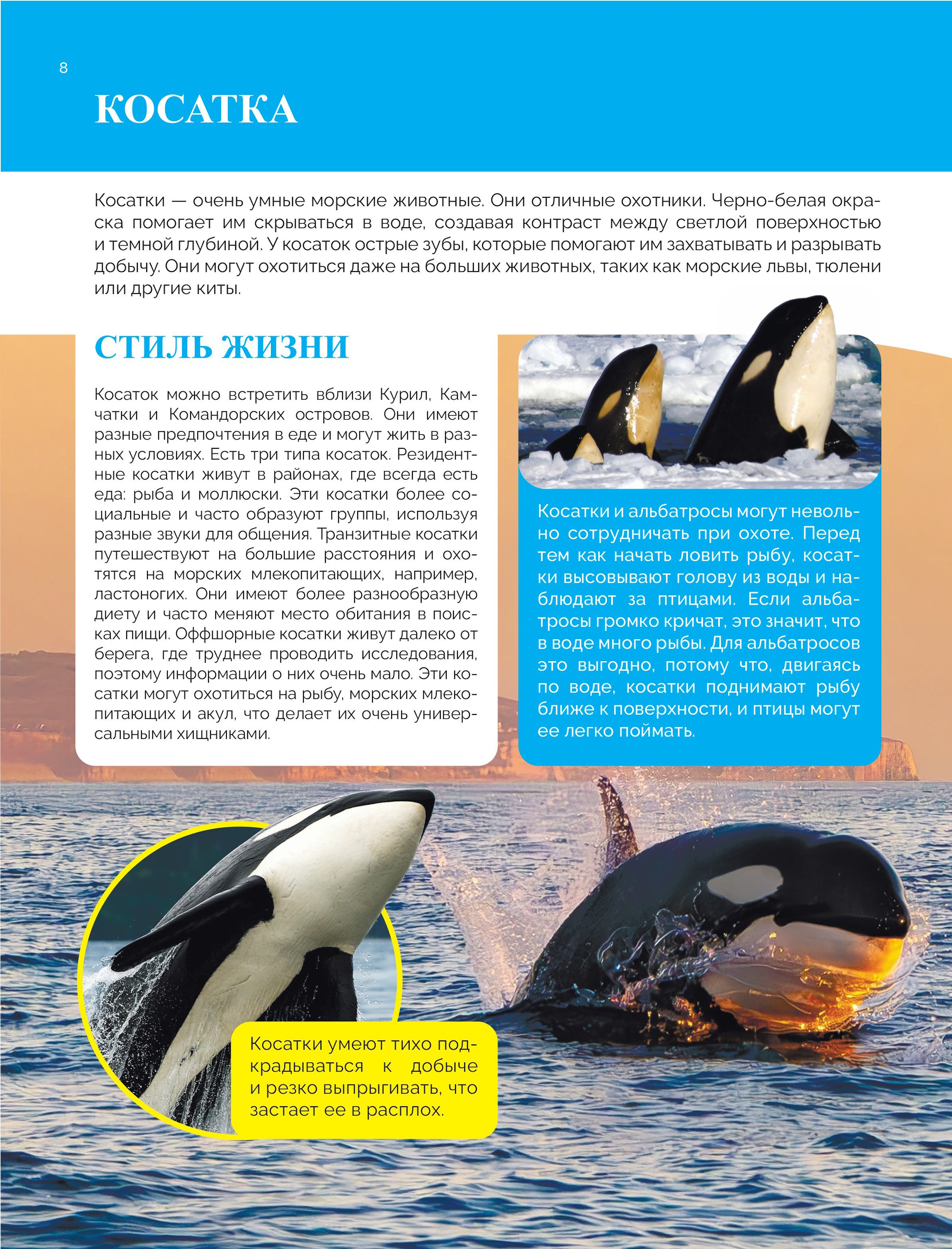 Книга Эксмо Красная книга России От Байкала - фото 7