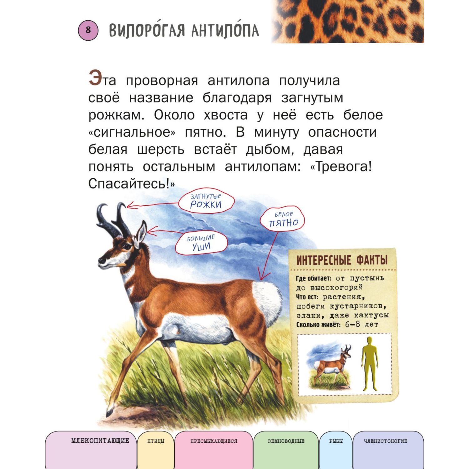 Книга Эксмо Все животные с крупными буквами - фото 6