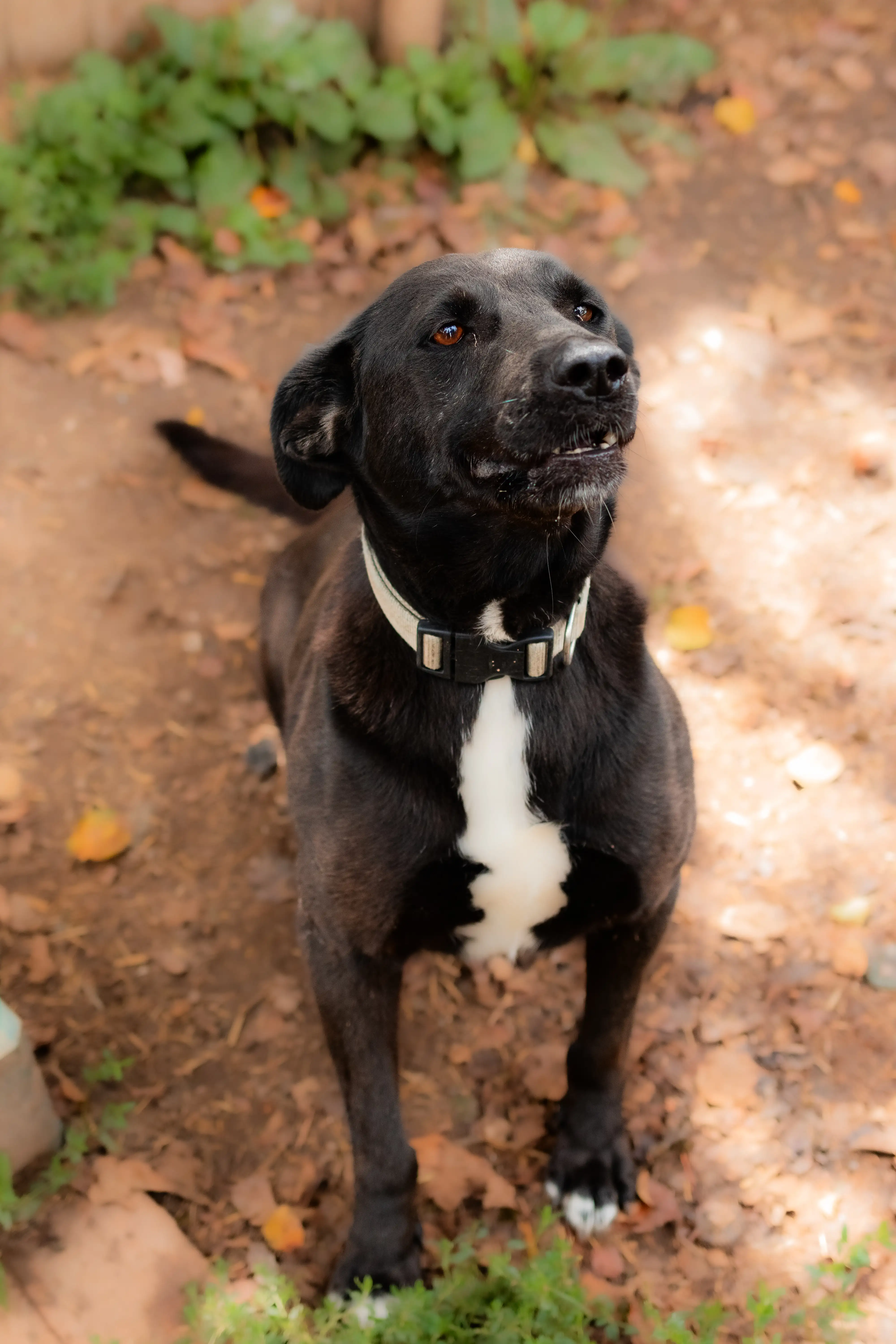 Собака Жуля - фото 2