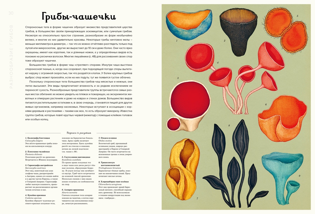 Книга Махаон Энц. Хауксворт Д. Л., Сьюз Л. М., Кой П. В., Грибариум - фото 10