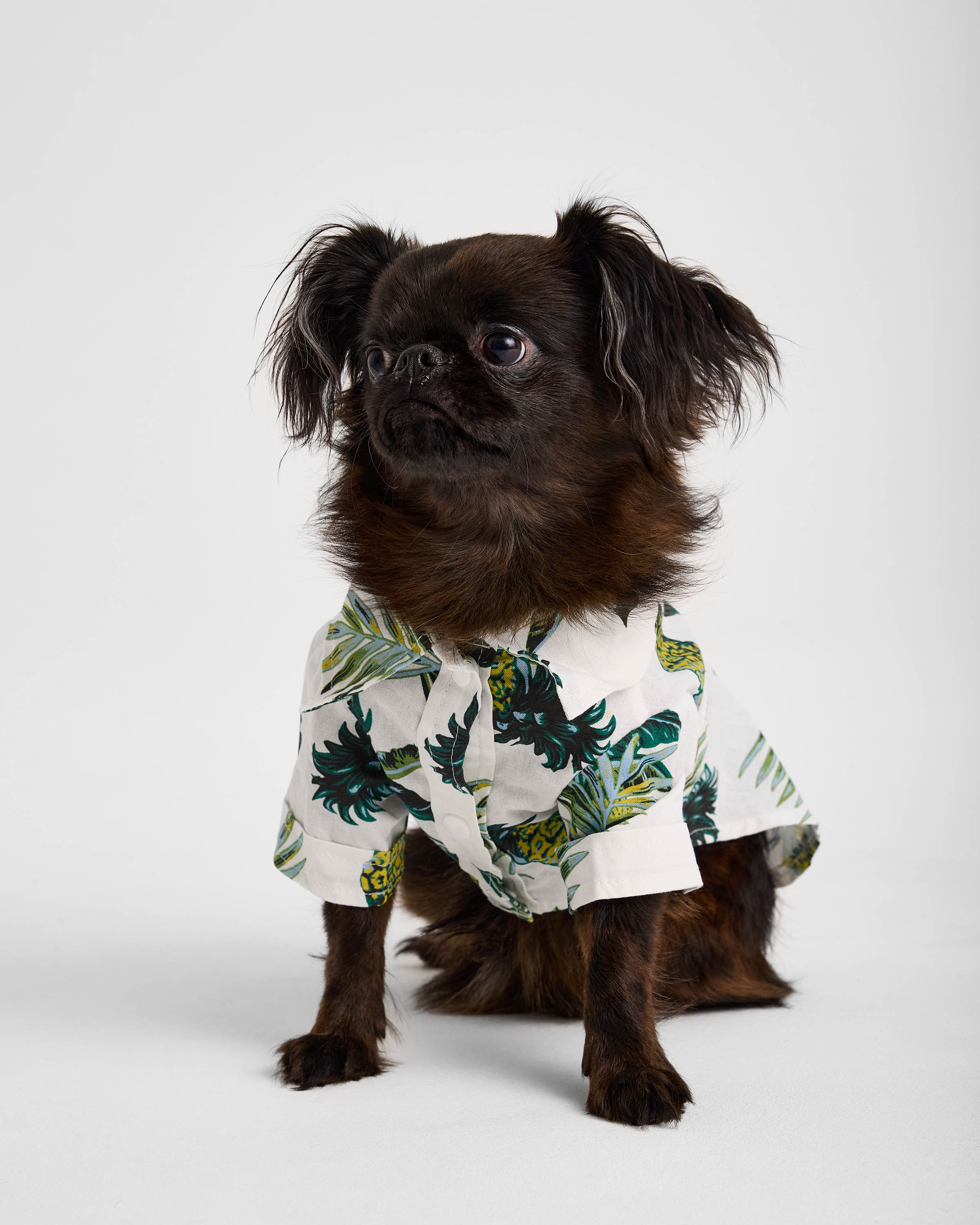 Рубашка для собак и кошек Зоозавр - фото 1