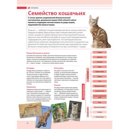 Книга ЭКСМО-ПРЕСС Кошки Самая полная иллюстрированная энциклопедия