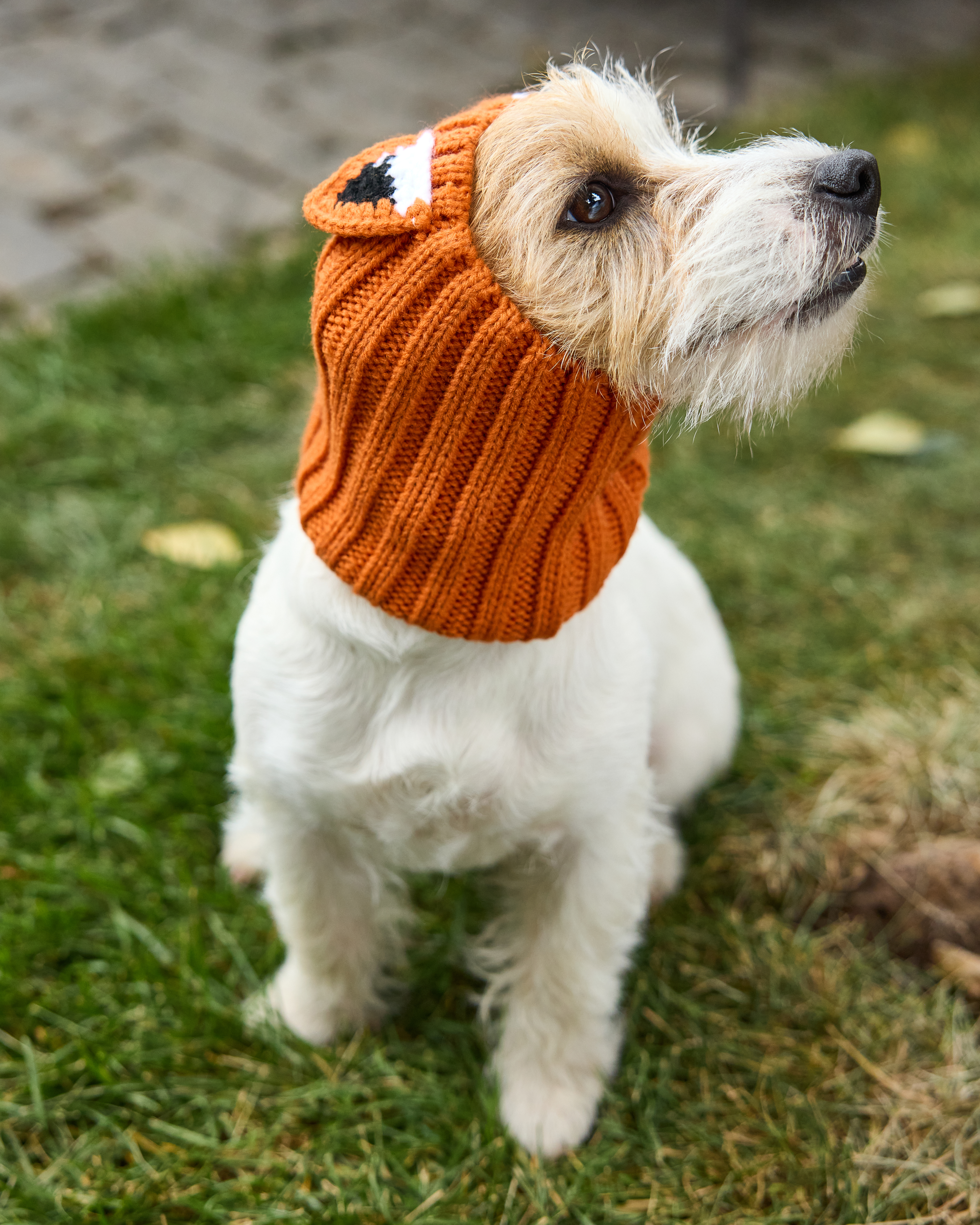 Шапка-шлем для собак и кошек Зоозавр - фото 1