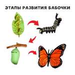 Игровой набор Sima-Land Этапы развития бабочки
