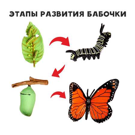 Игровой набор Sima-Land Этапы развития бабочки