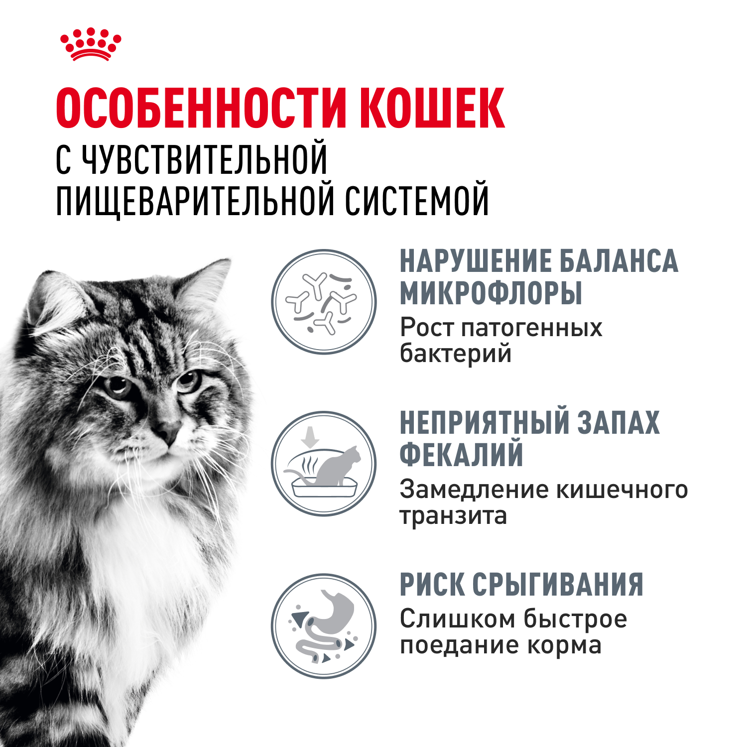Корм сухой для кошек ROYAL CANIN 2кг Digestive care для поддержания здоровья пищеварительной системы - фото 3