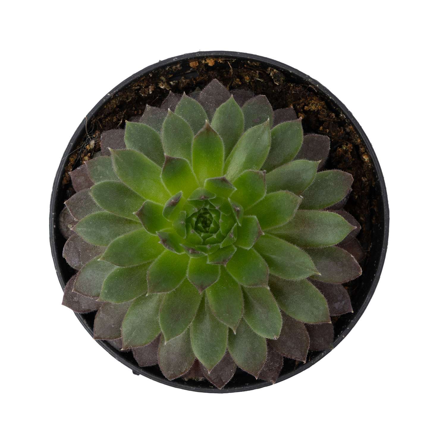 Растение ЕТК Суккуленты D7 в ассортименте - фото 10