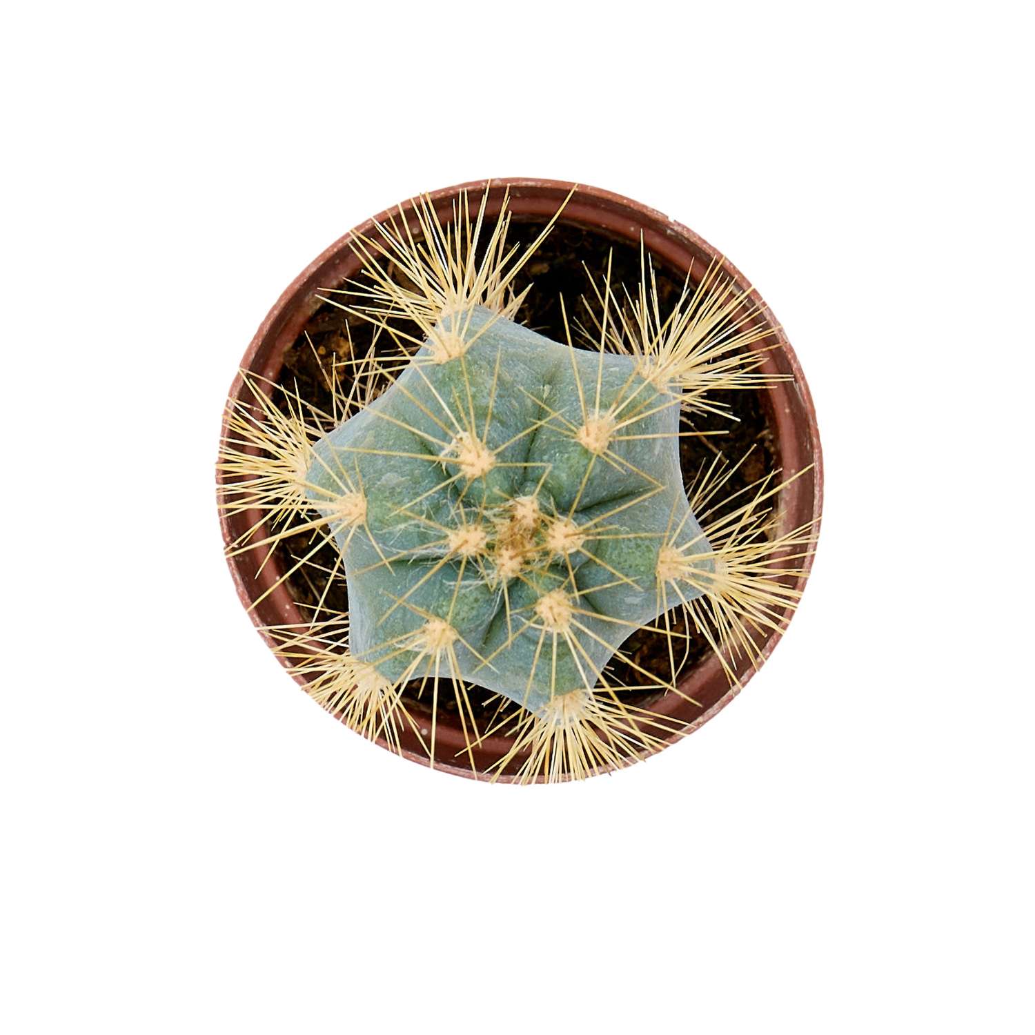 Растение ЕТК Суккуленты D5.5 в ассортименте - фото 32