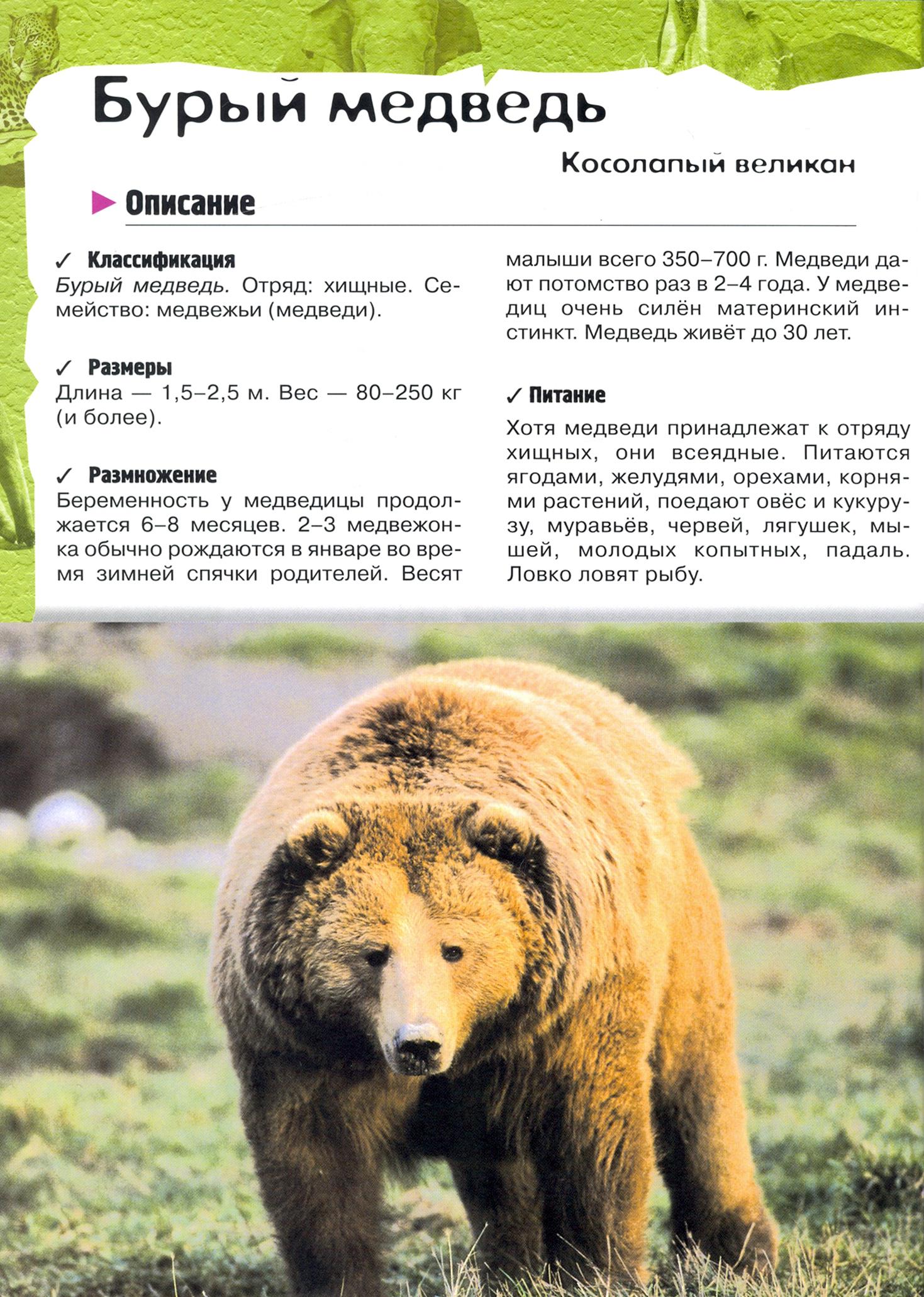 Книга Лабиринт В лесу в жарких странах рядом с нами - фото 8
