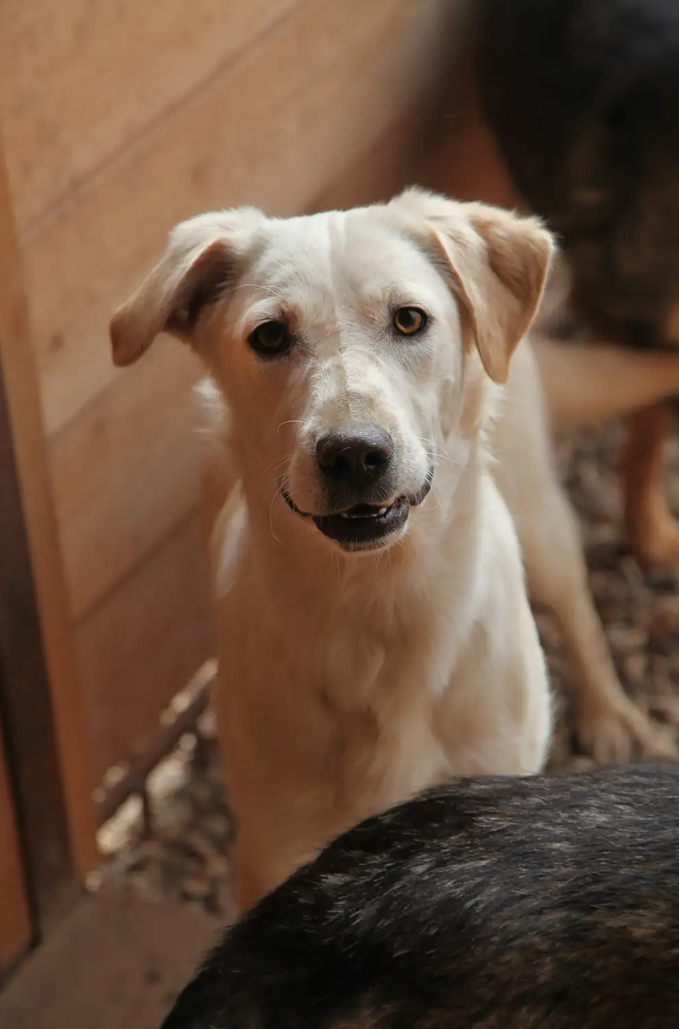 Собака Левка - фото 4