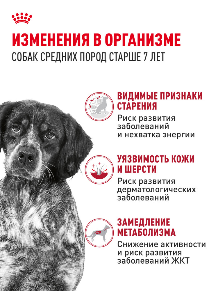 Корм ROYAL CANIN 4кг для пожилых собак средних размеров 11-25кг - фото 2