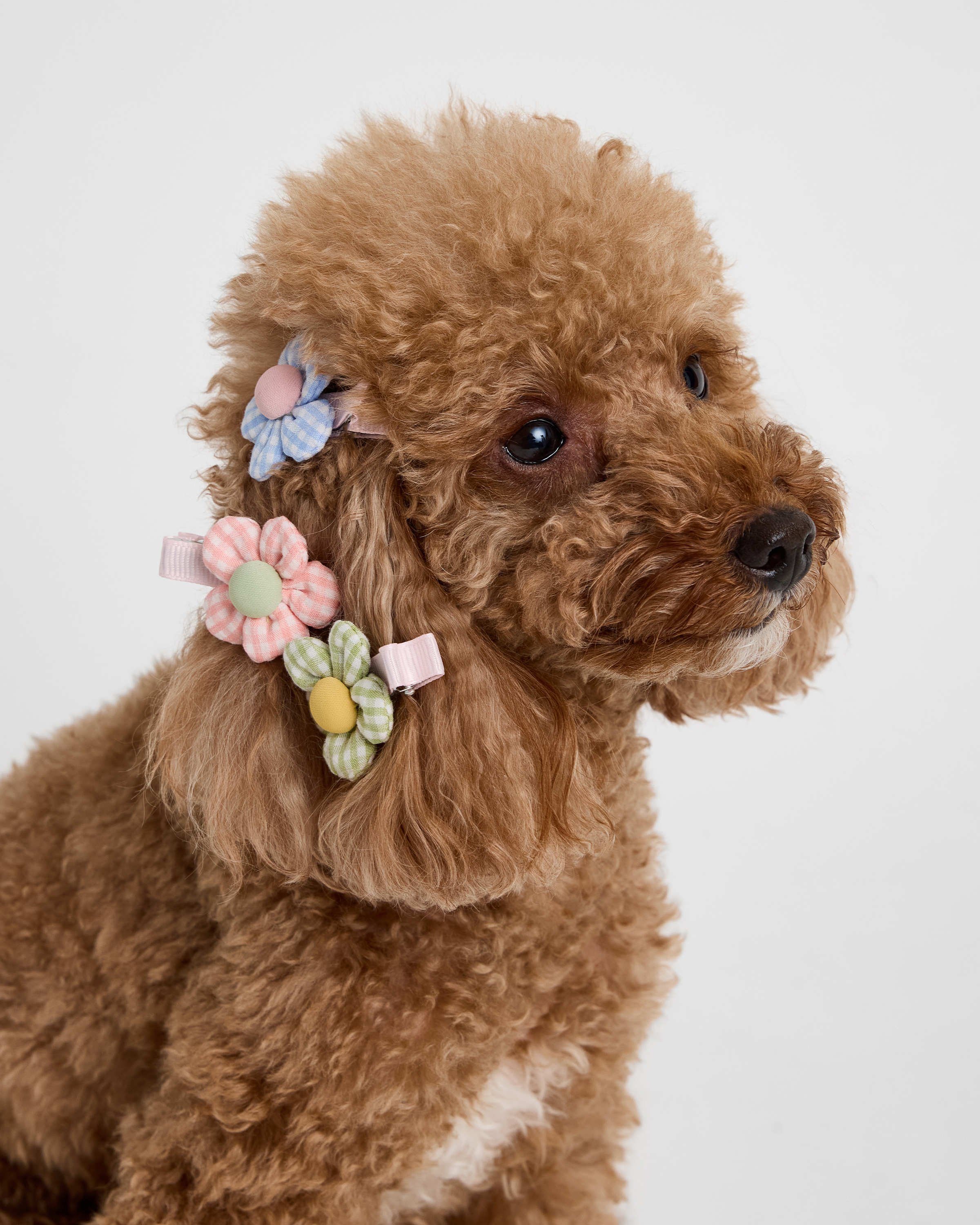 Заколки для собак и кошек Зоозавр - фото 1