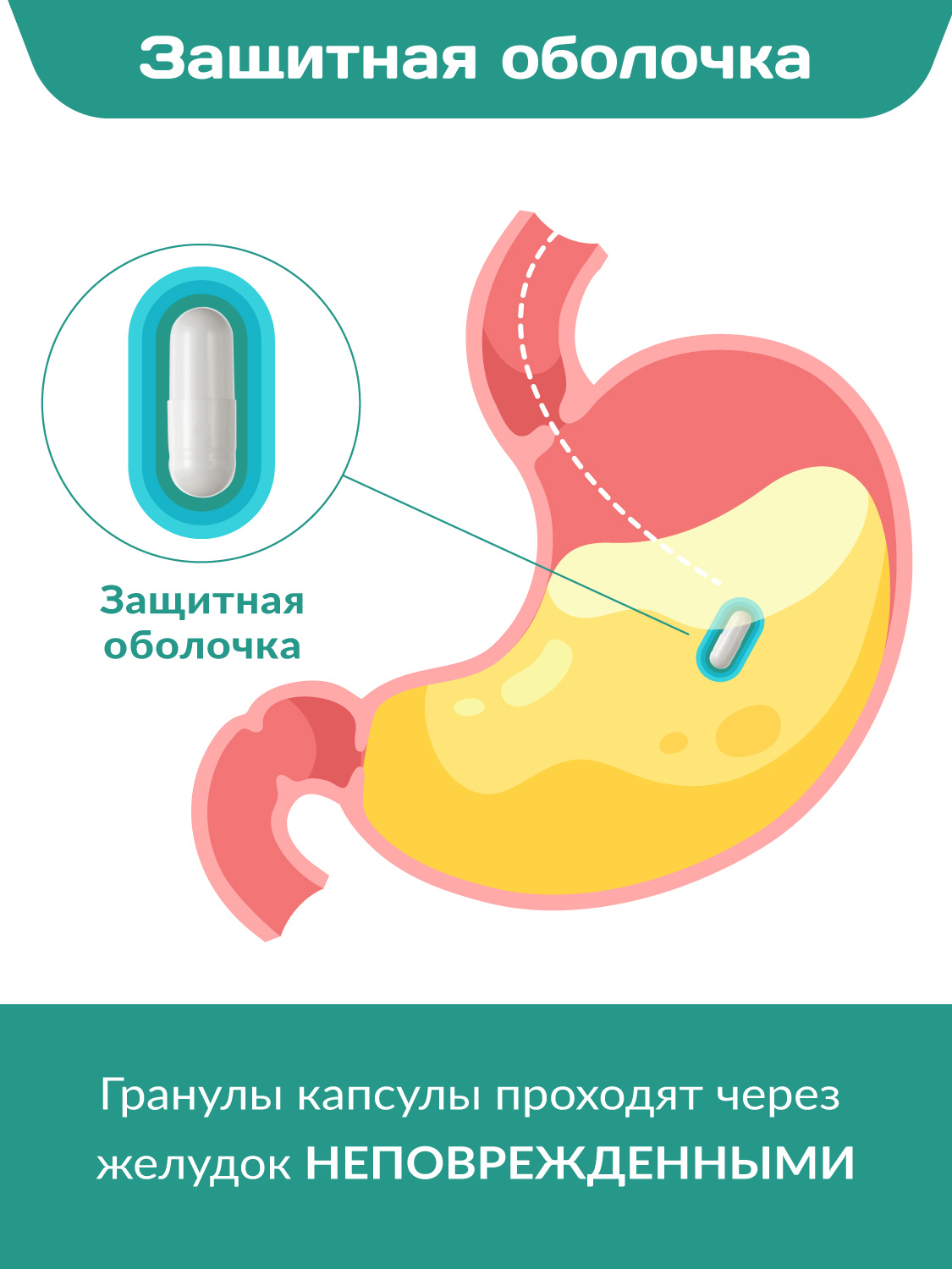 Комплекс пробиотиков Максимум Daily Guard Daily Guard PROBIOTICS - фото 8