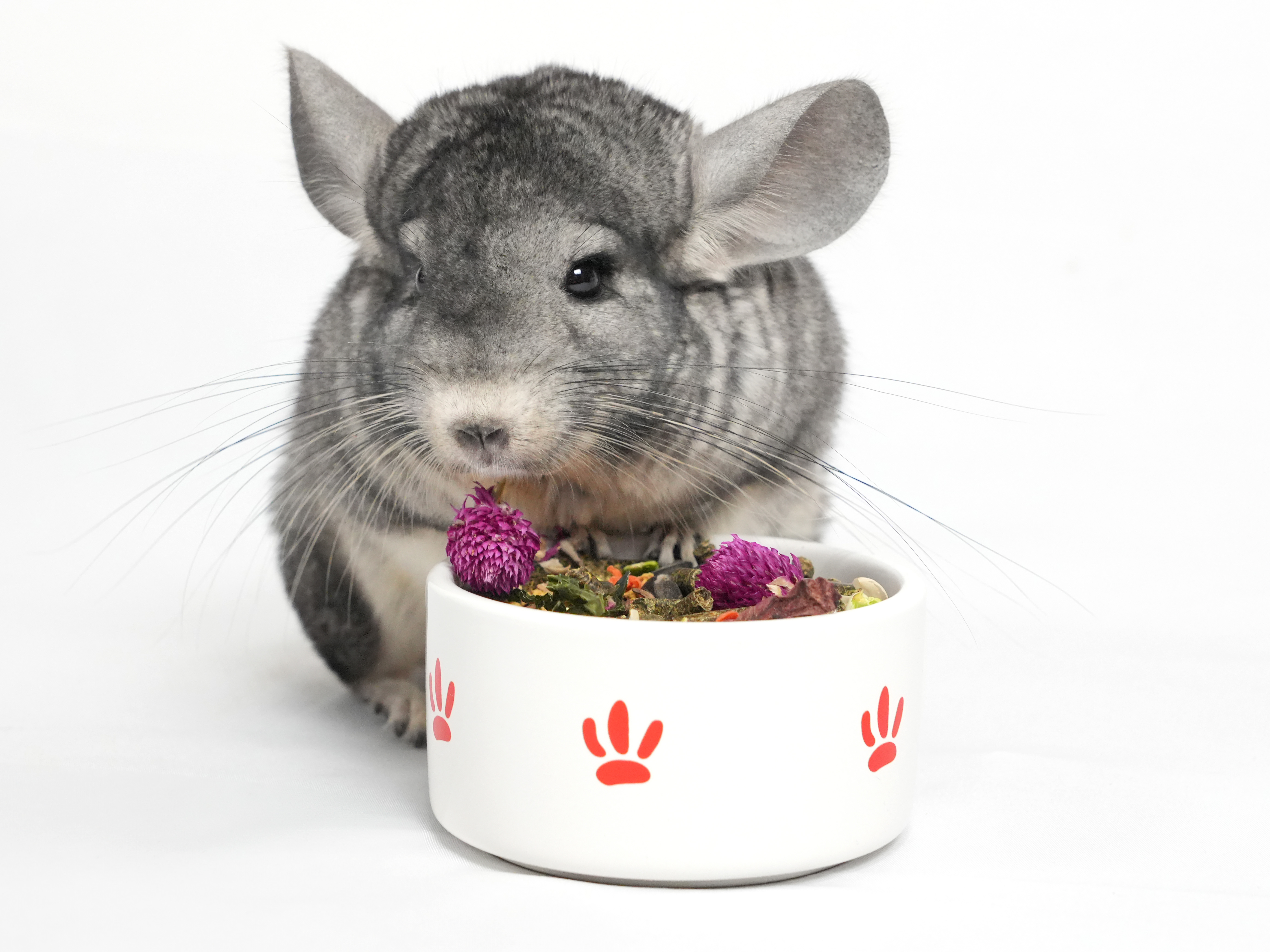 Корм для шиншилл Bambini Pets 800г - фото 5