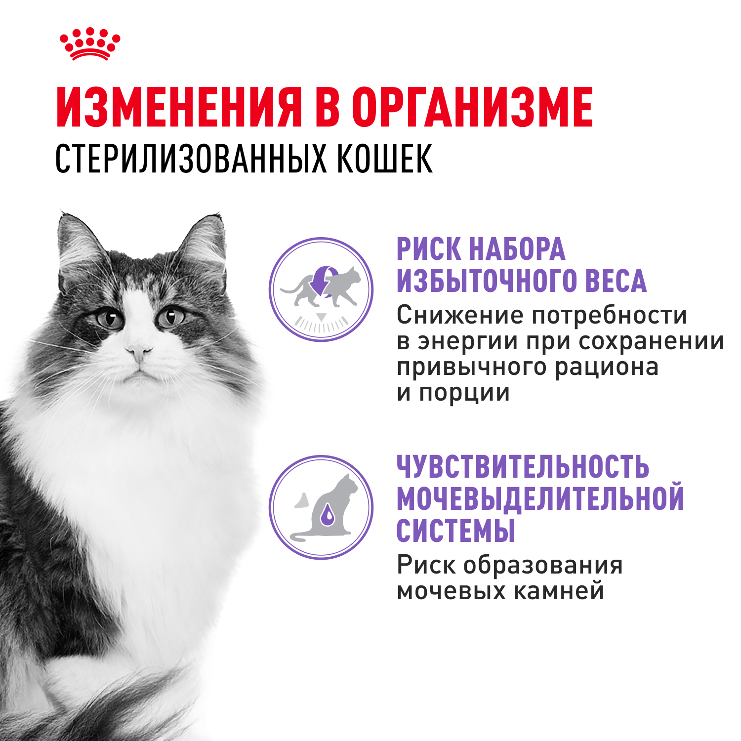 Корм для кошек ROYAL CANIN Indoor Sterilised для взрослых стерилизованных паштет 85г - фото 2