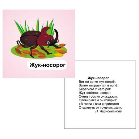 Карточки Учитель Насекомые