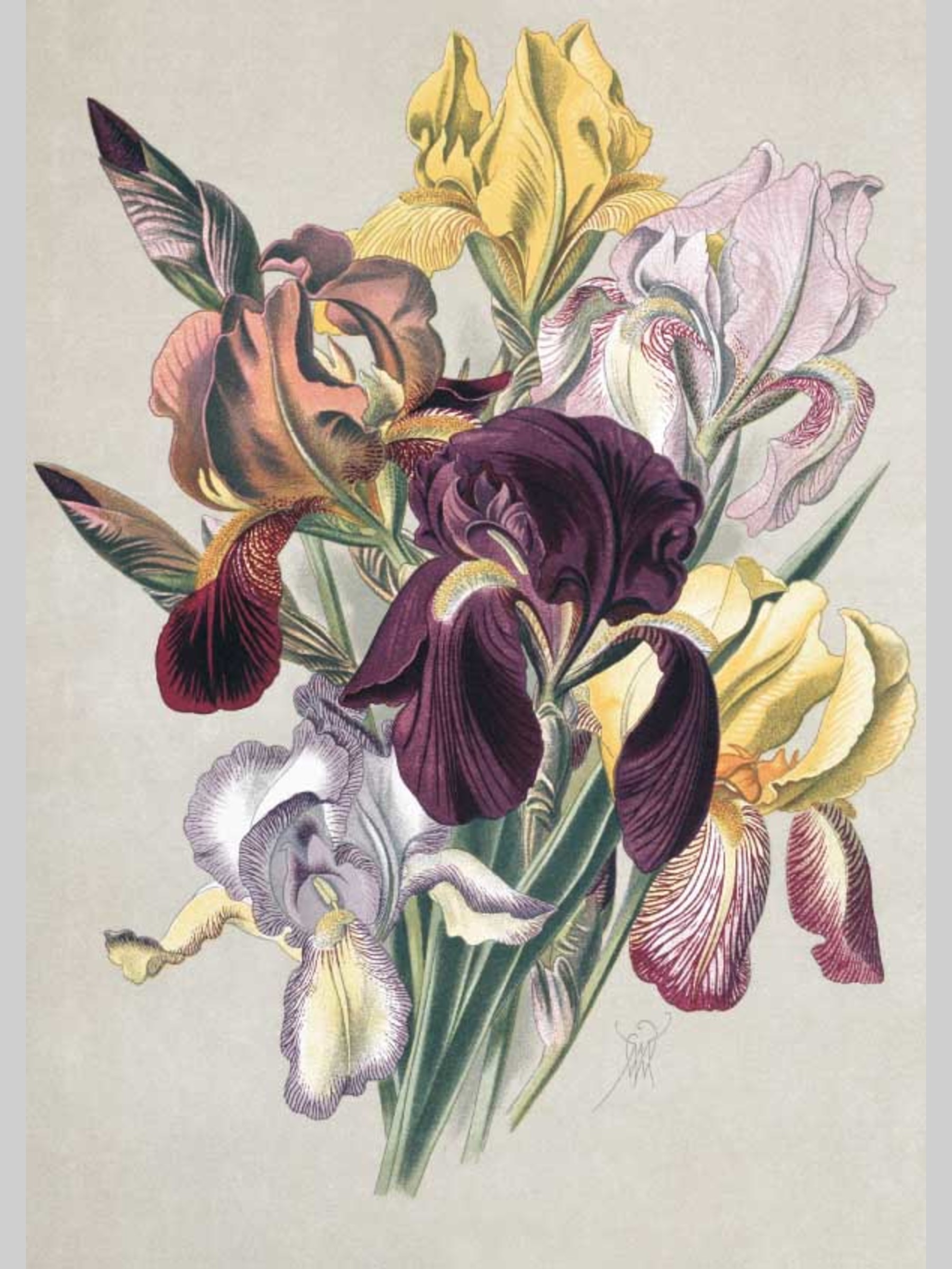 Набор открыток Белый город Садовые многолетники почтовые для посткроссинга - фото 6