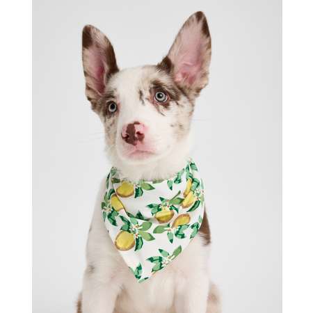 Шарф для собак и кошек Зоозавр