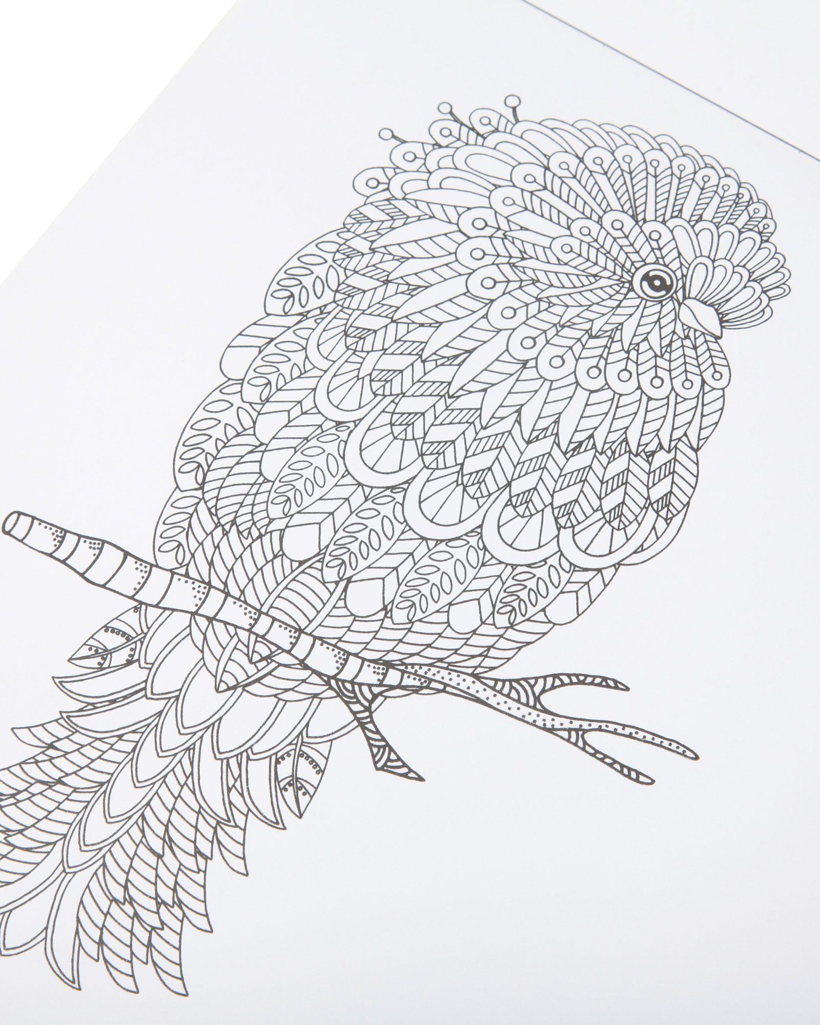 Раскраска Attivio Животный мир антистресс 24 листа - фото 5