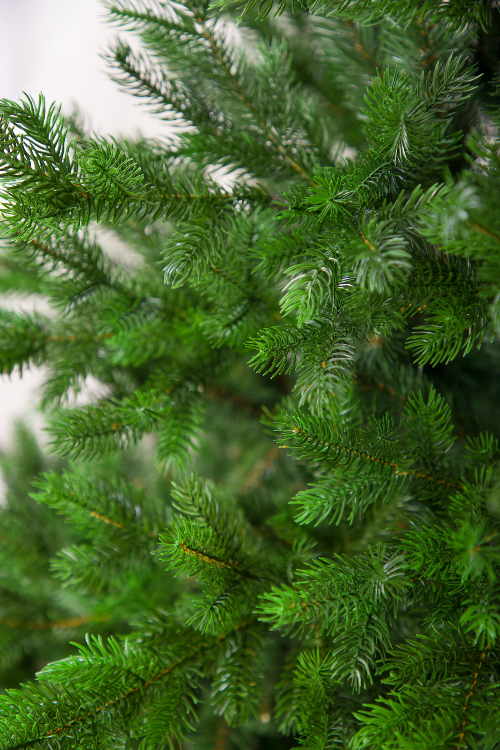 Ель Дворянская Империя Ёлок 210 см - фото 4