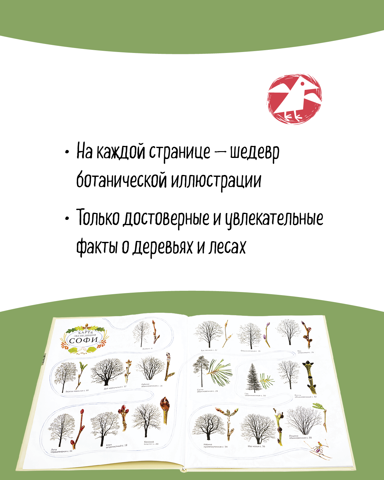 Книга ALBUS CORVUS Софи в мире деревьев - фото 4