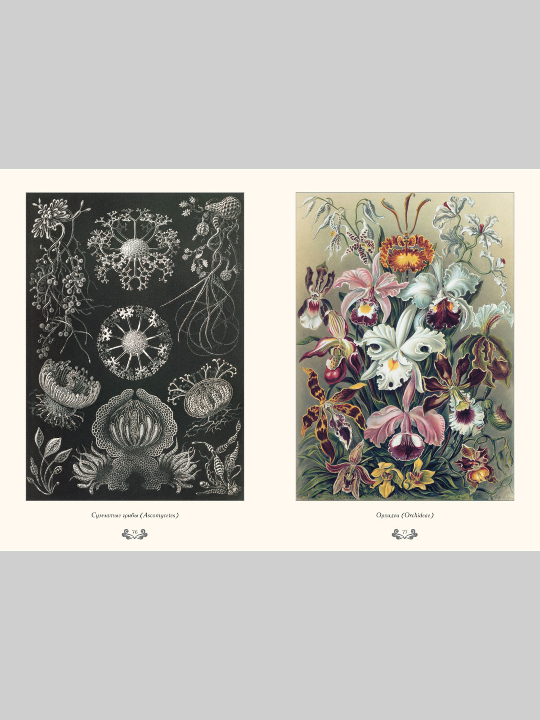 Книга Белый город Красота форм в природе. Э. Геккель (Великие полотна) - фото 10