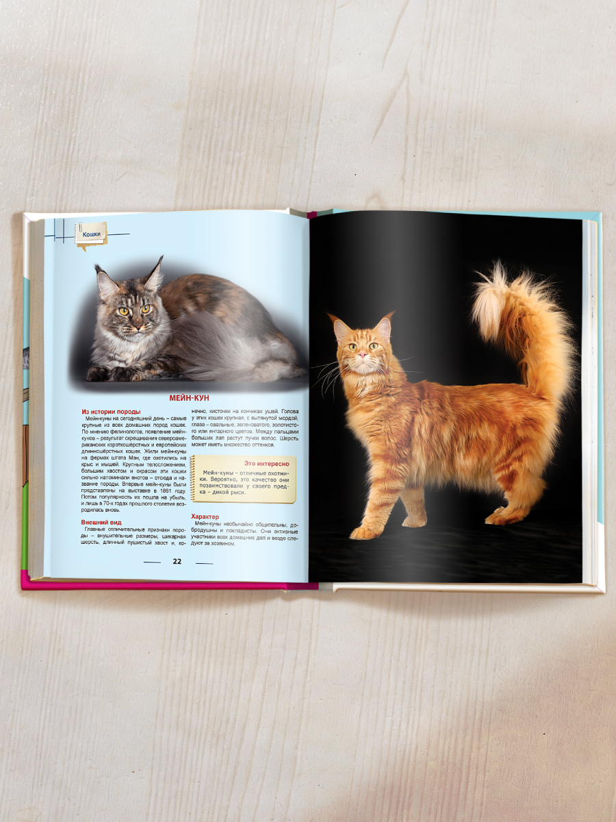 Книга Проф-Пресс Энциклопедия для детей. Кошки - фото 5