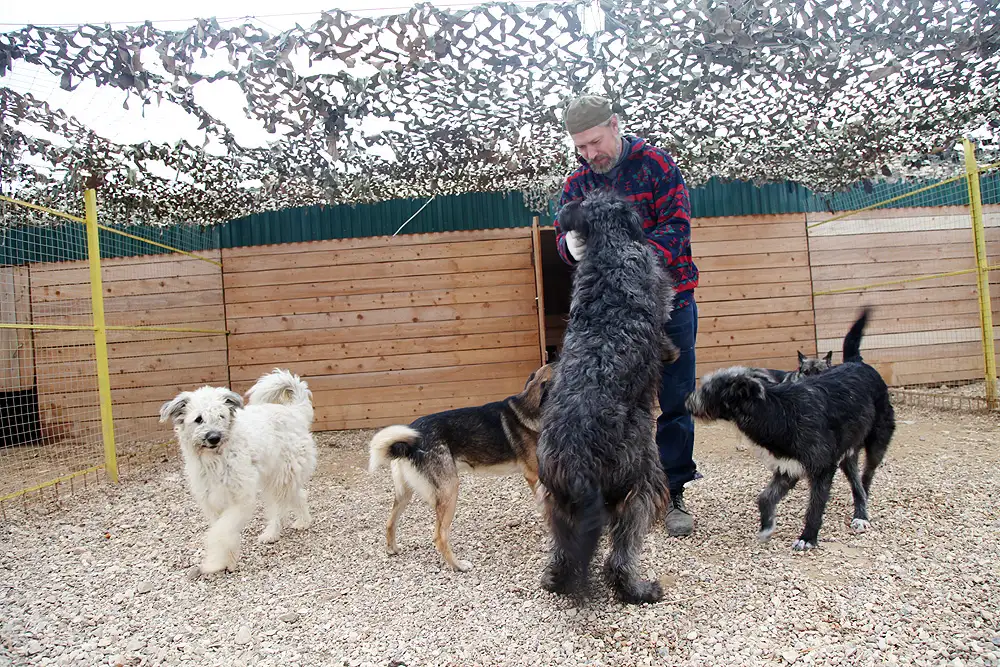 Собака Сандра - фото 4