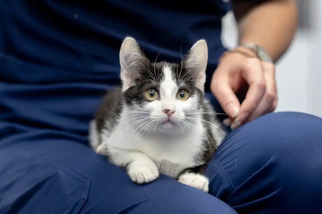 Кошка Смородинка - фото 2