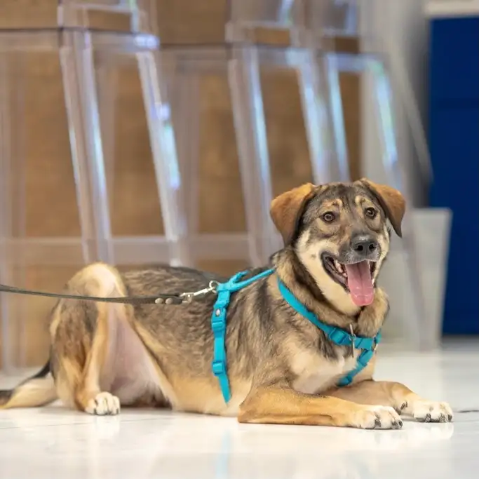 Собака Рига - фото 3