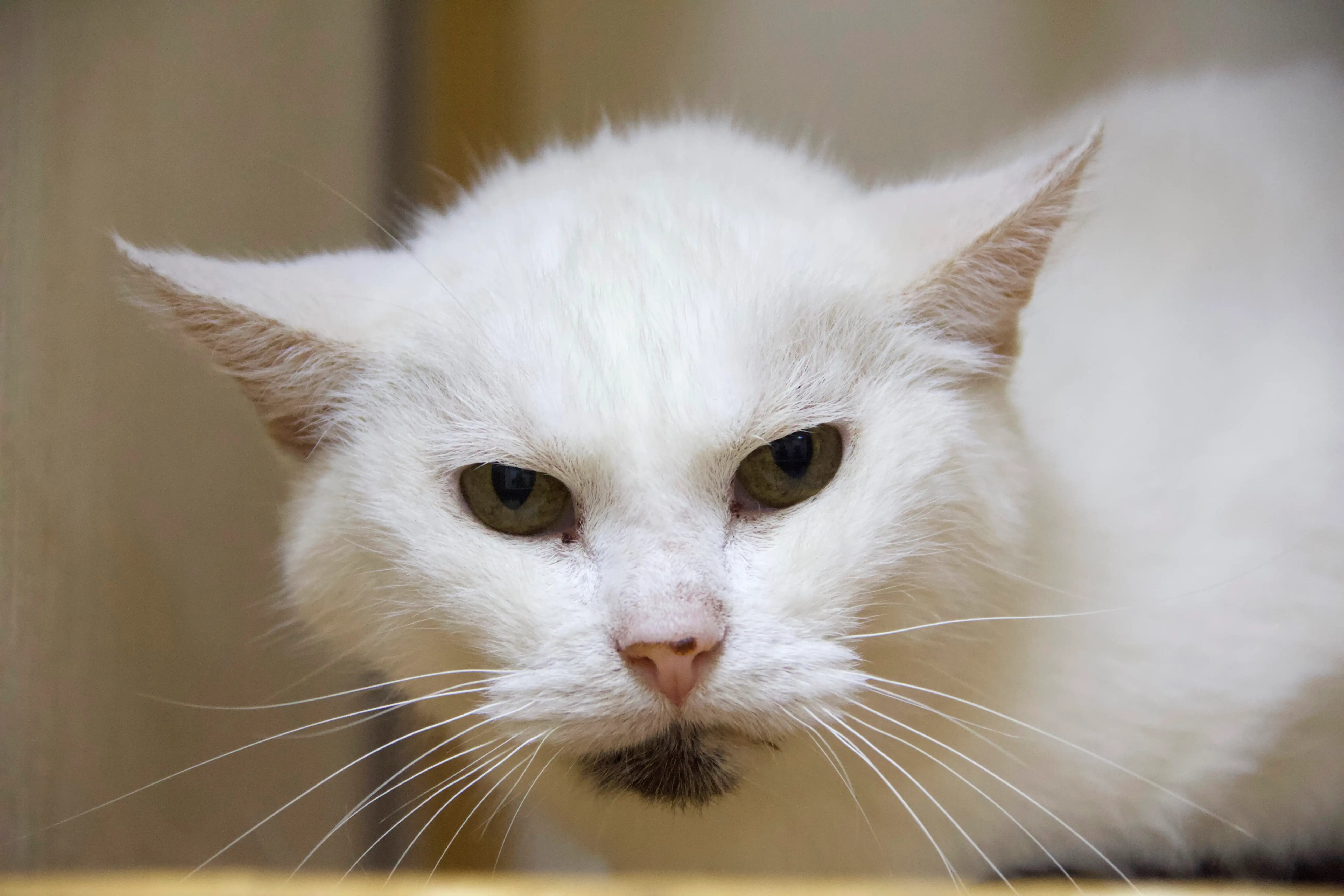 Кошка Брунгильда - фото 3