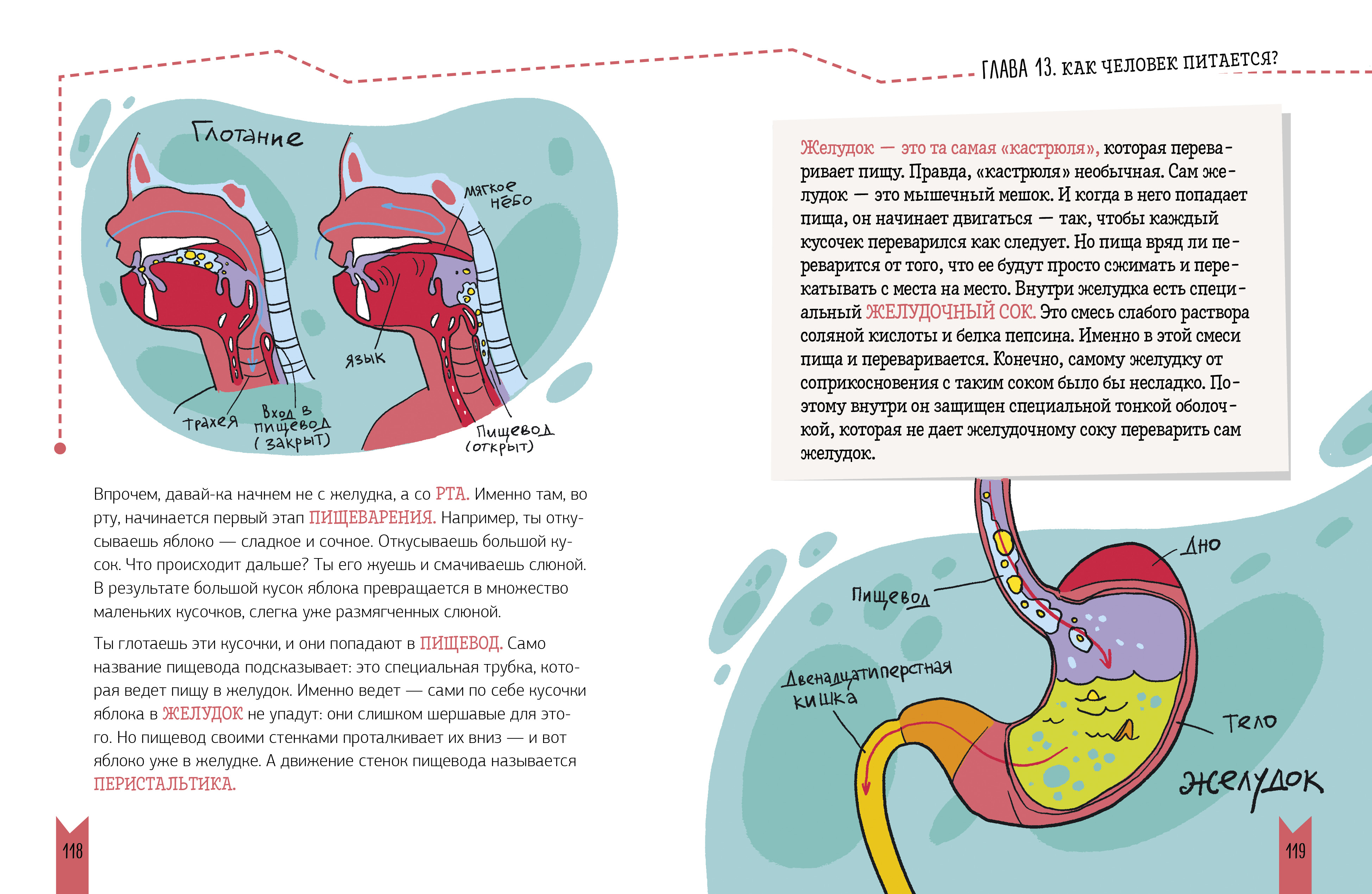 Этому в школе не научат! Clever Реальная биология. Как устроено тело человека - фото 3