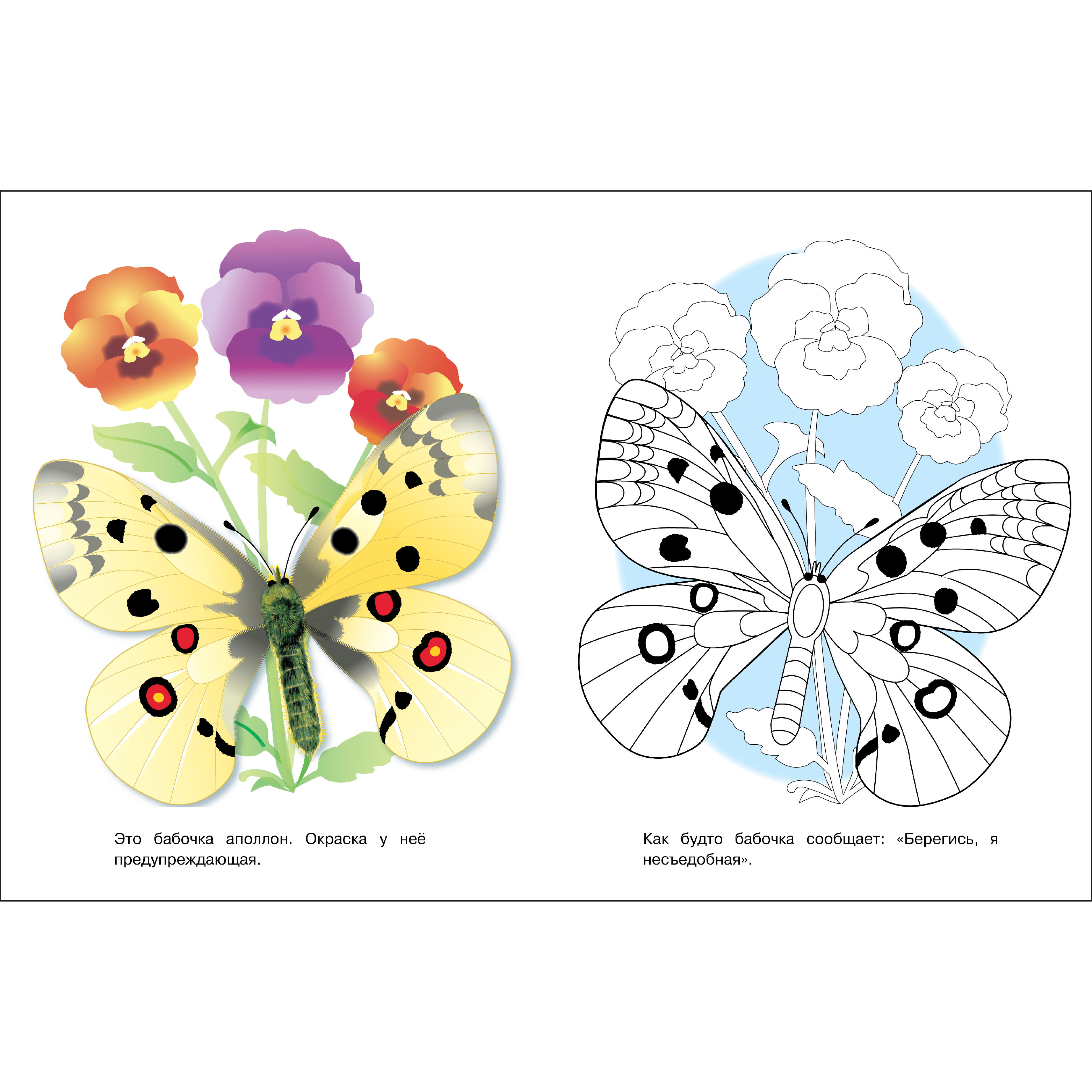 Комплект книг СТРЕКОЗА Раскраски - фото 3