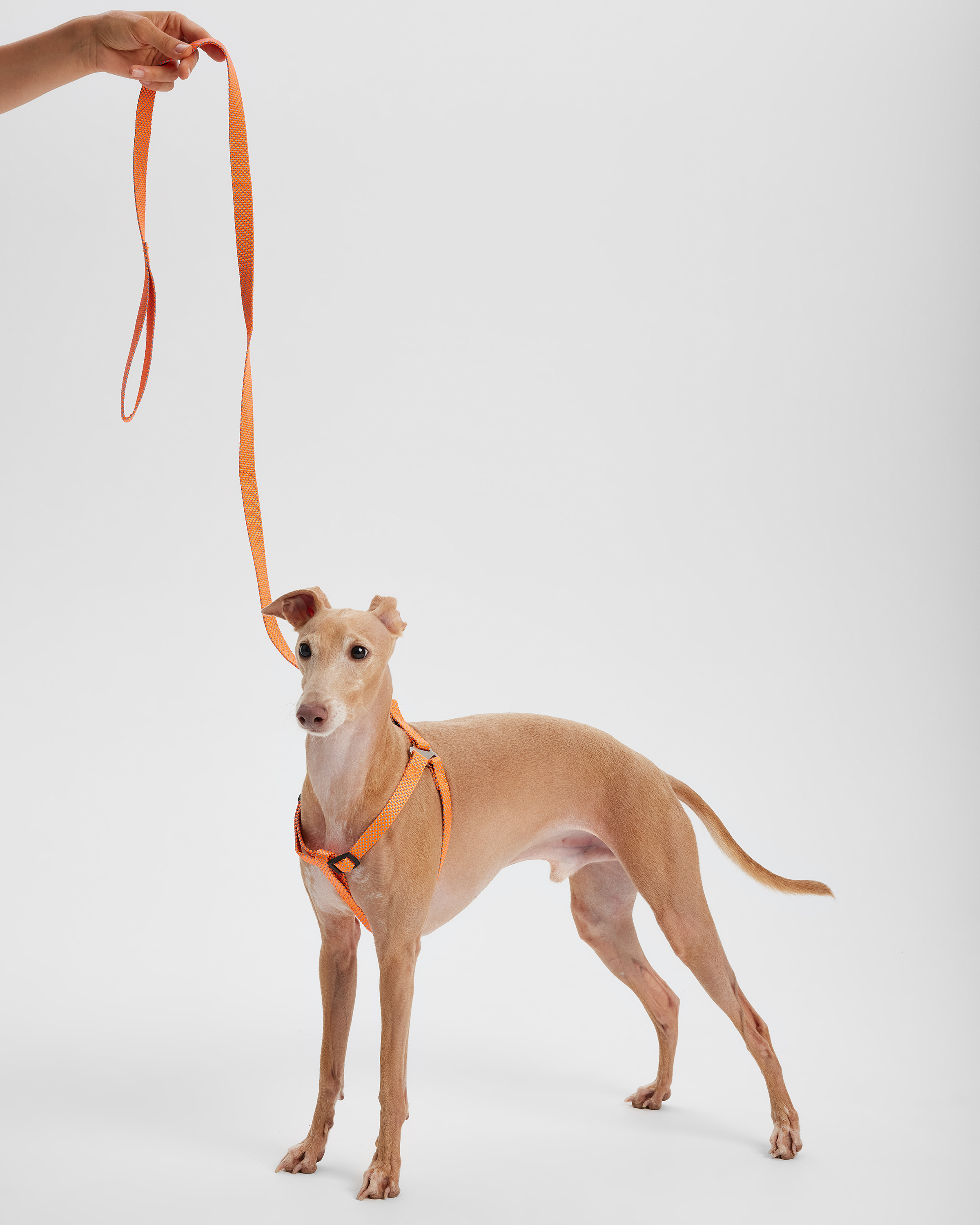 Поводок для собак Barbaks оранжкевый жакард 2*120см полиэстер - фото 3