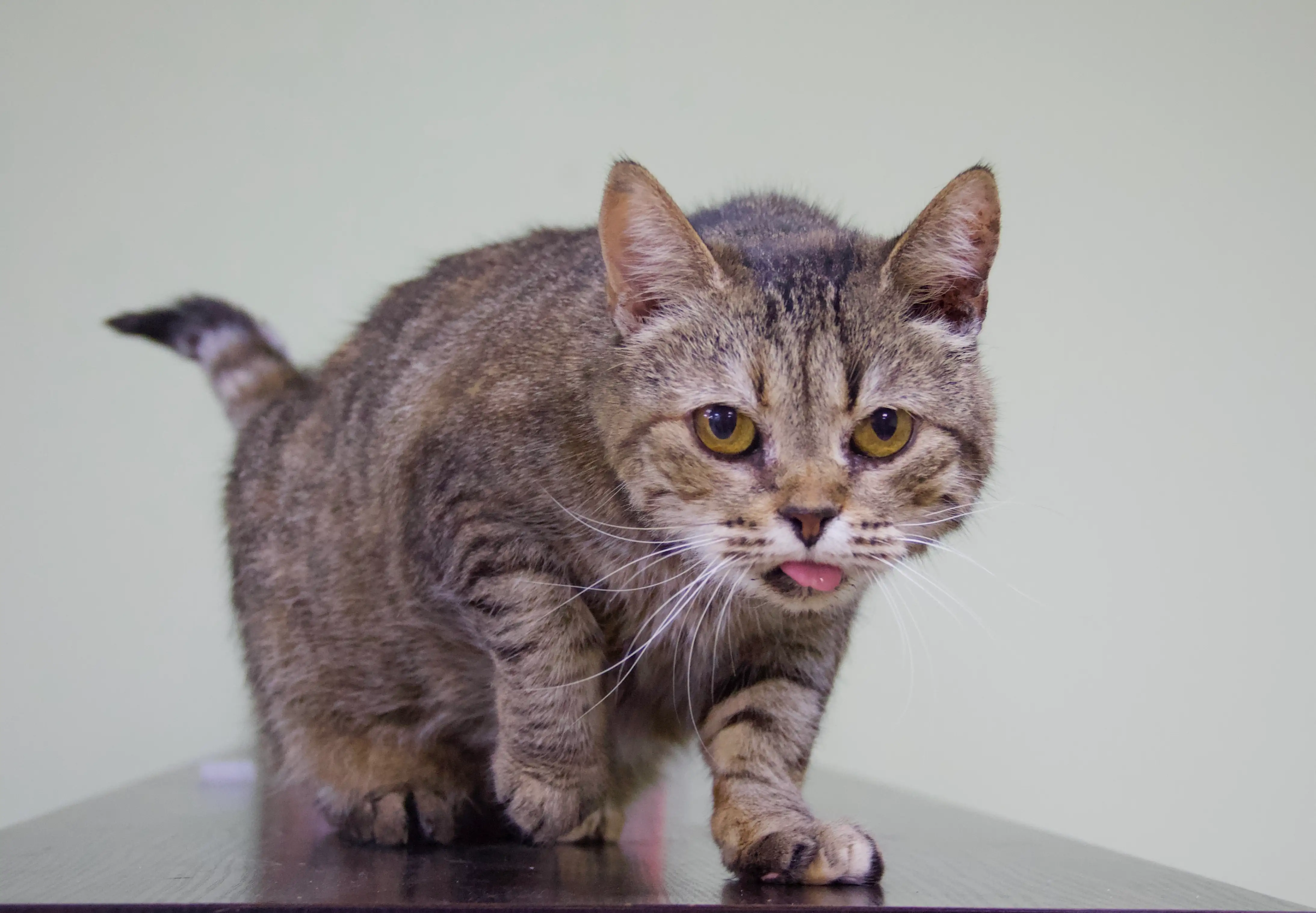 Кошка Матушка - фото 3