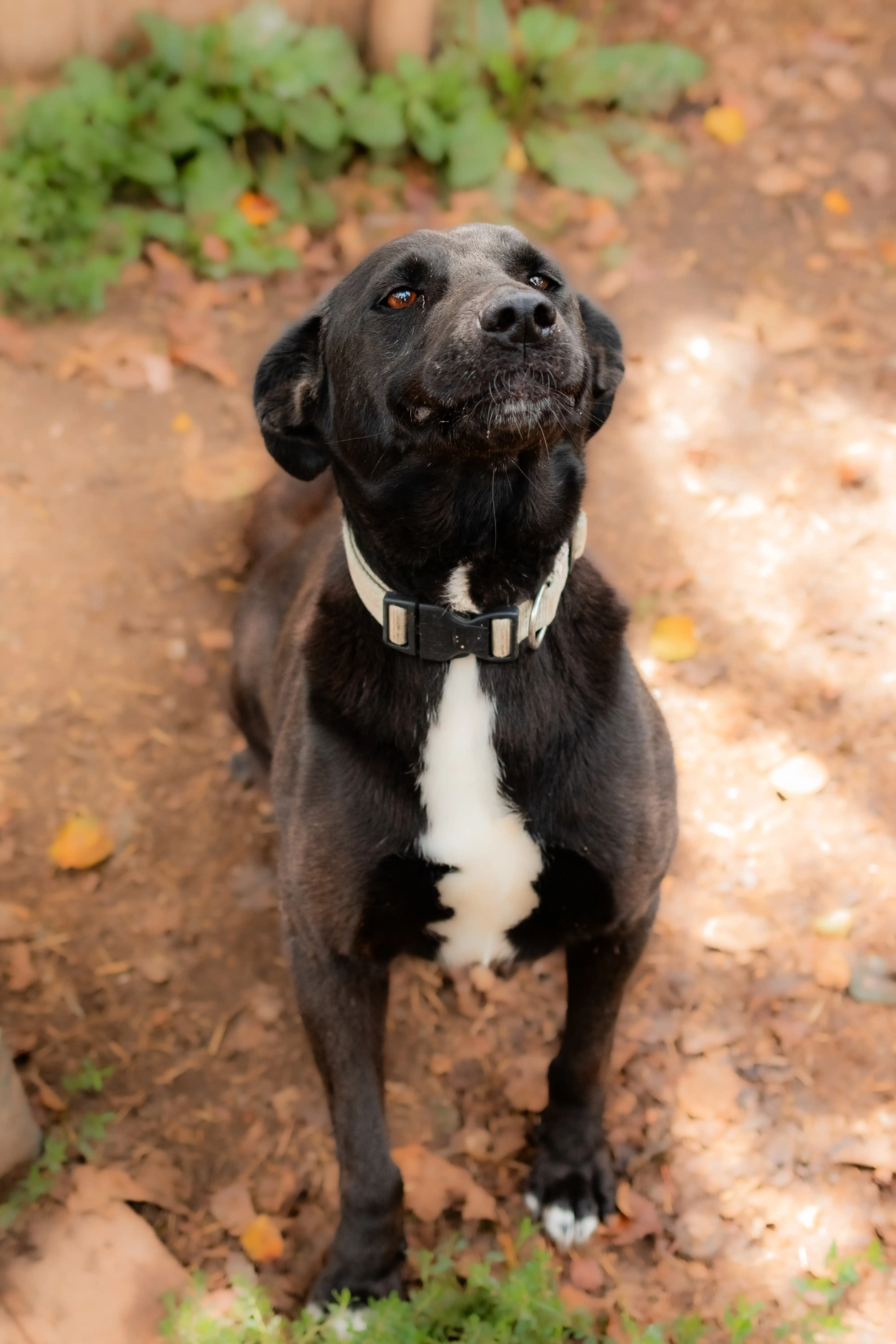 Собака Жуля - фото 3