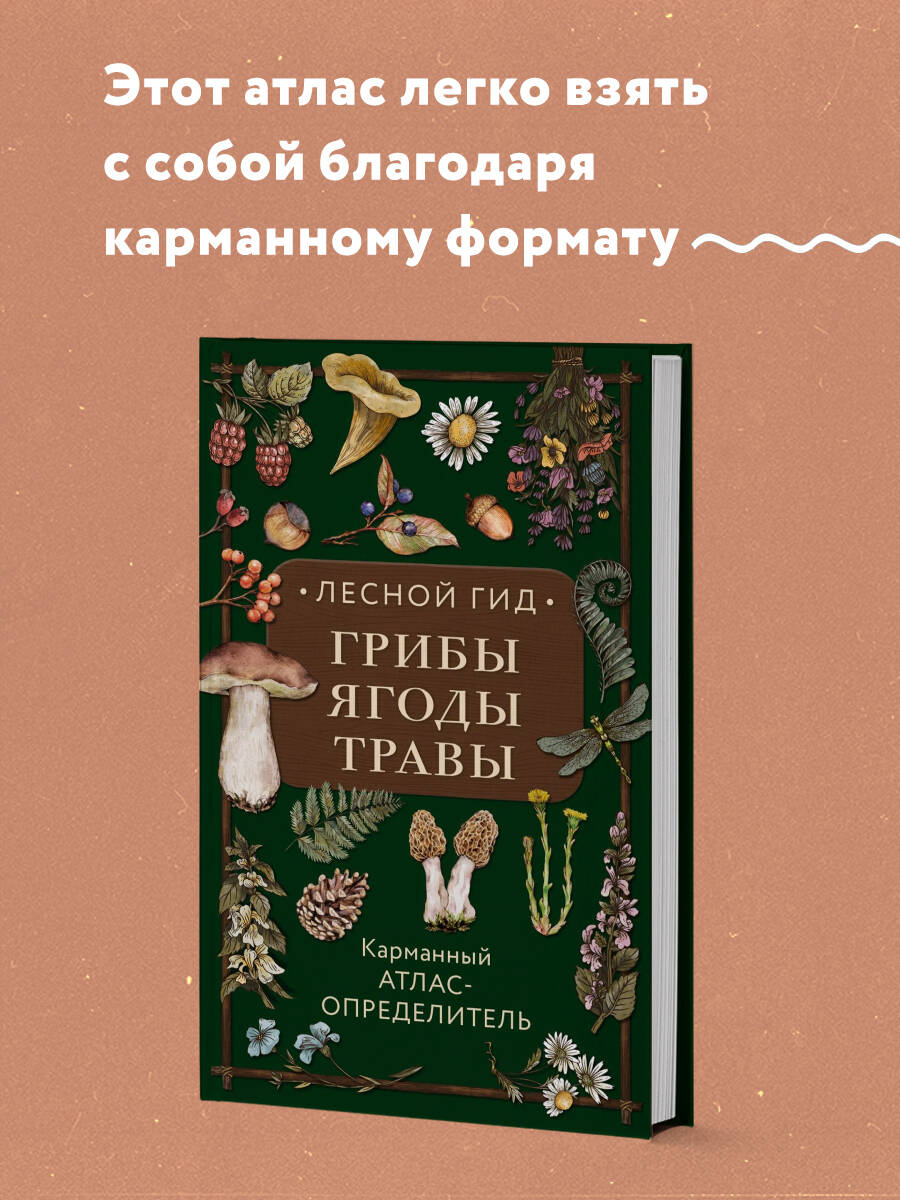 Книга Эксмо Лесной гид: грибы, ягоды, травы. Карманный атлас-определитель - фото 1