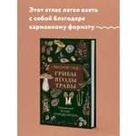 Книга Эксмо Лесной гид: грибы, ягоды, травы. Карманный атлас-определитель