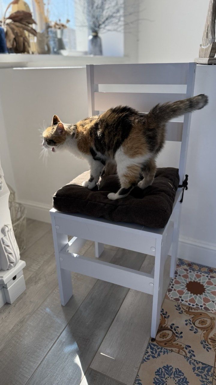 Стул New Victoria - фото 7