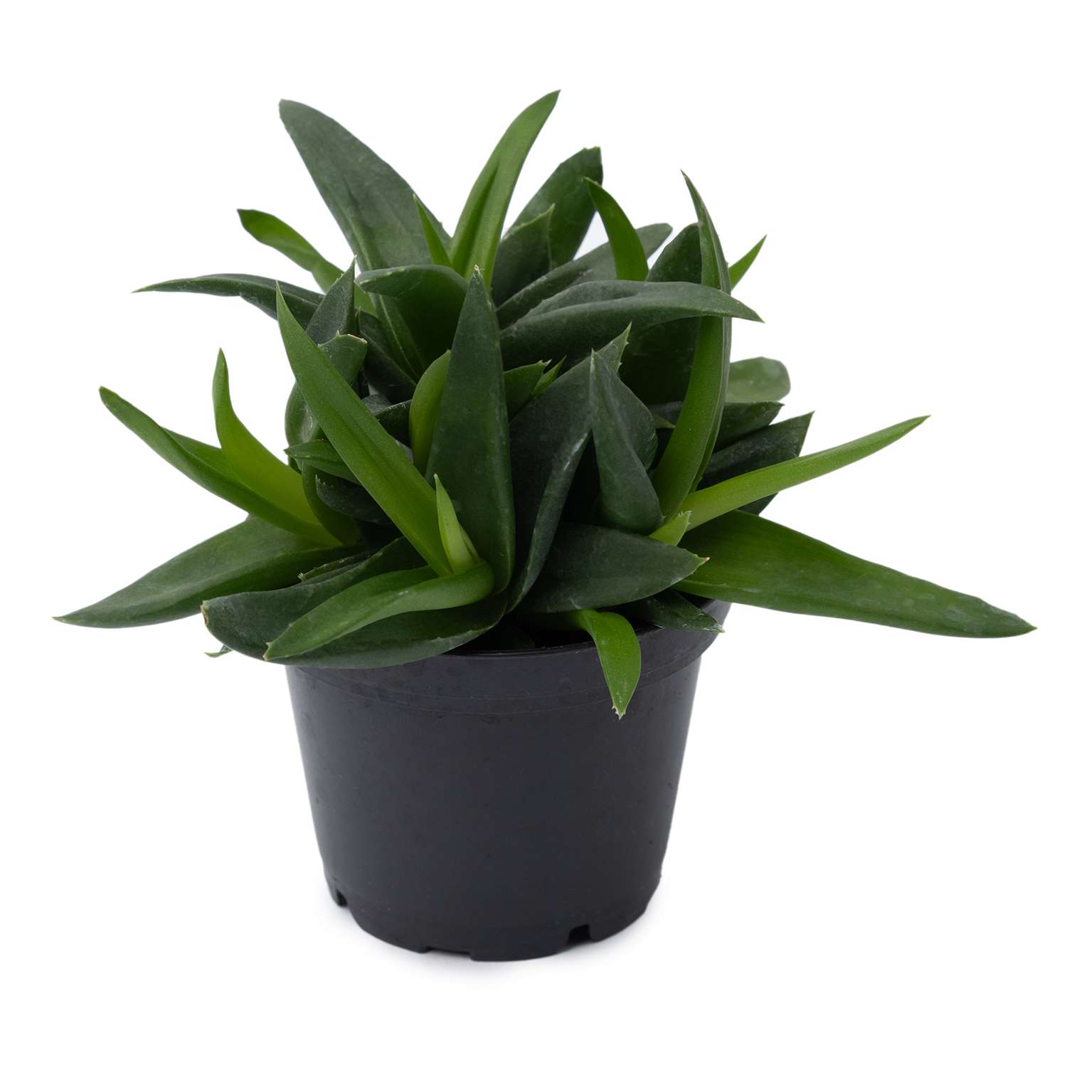 Растение ЕТК Суккуленты D7 в ассортименте - фото 11