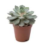 Растение ЕТК Суккуленты D5.5 в ассортименте