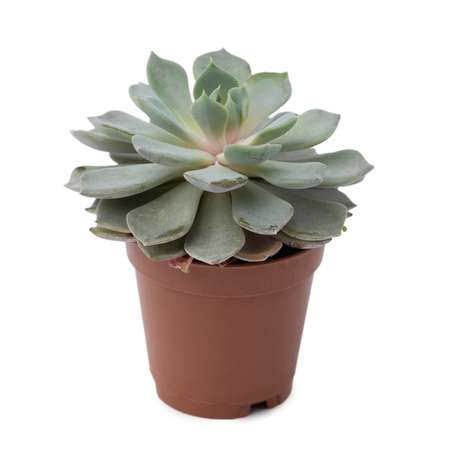 Растение ЕТК Суккуленты D5.5 в ассортименте