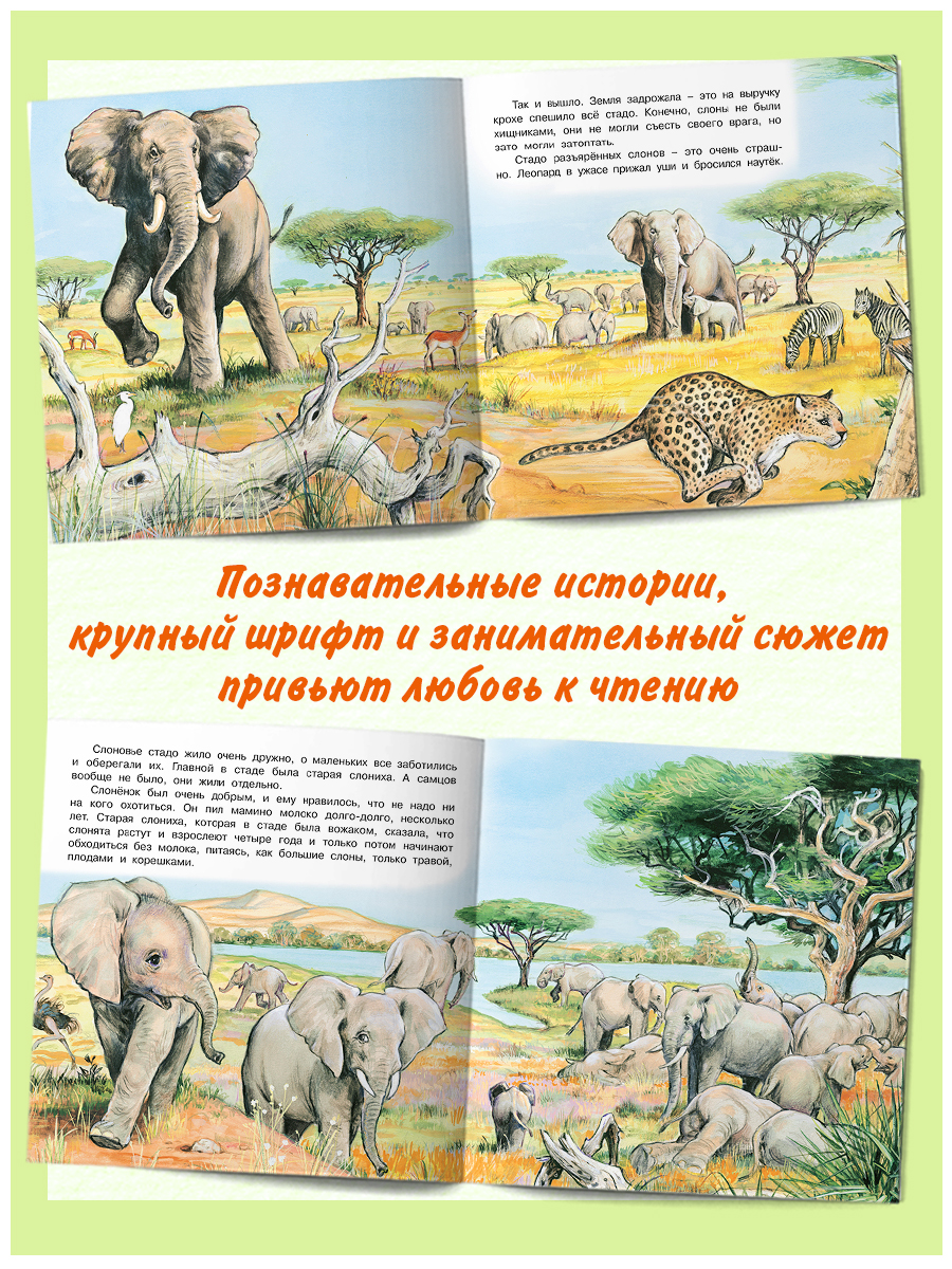 Комплект книг Фламинго Сказки для детей Рассказы о животных Приключения Бельчонка Слоненка Медвежонка Львенка - фото 4