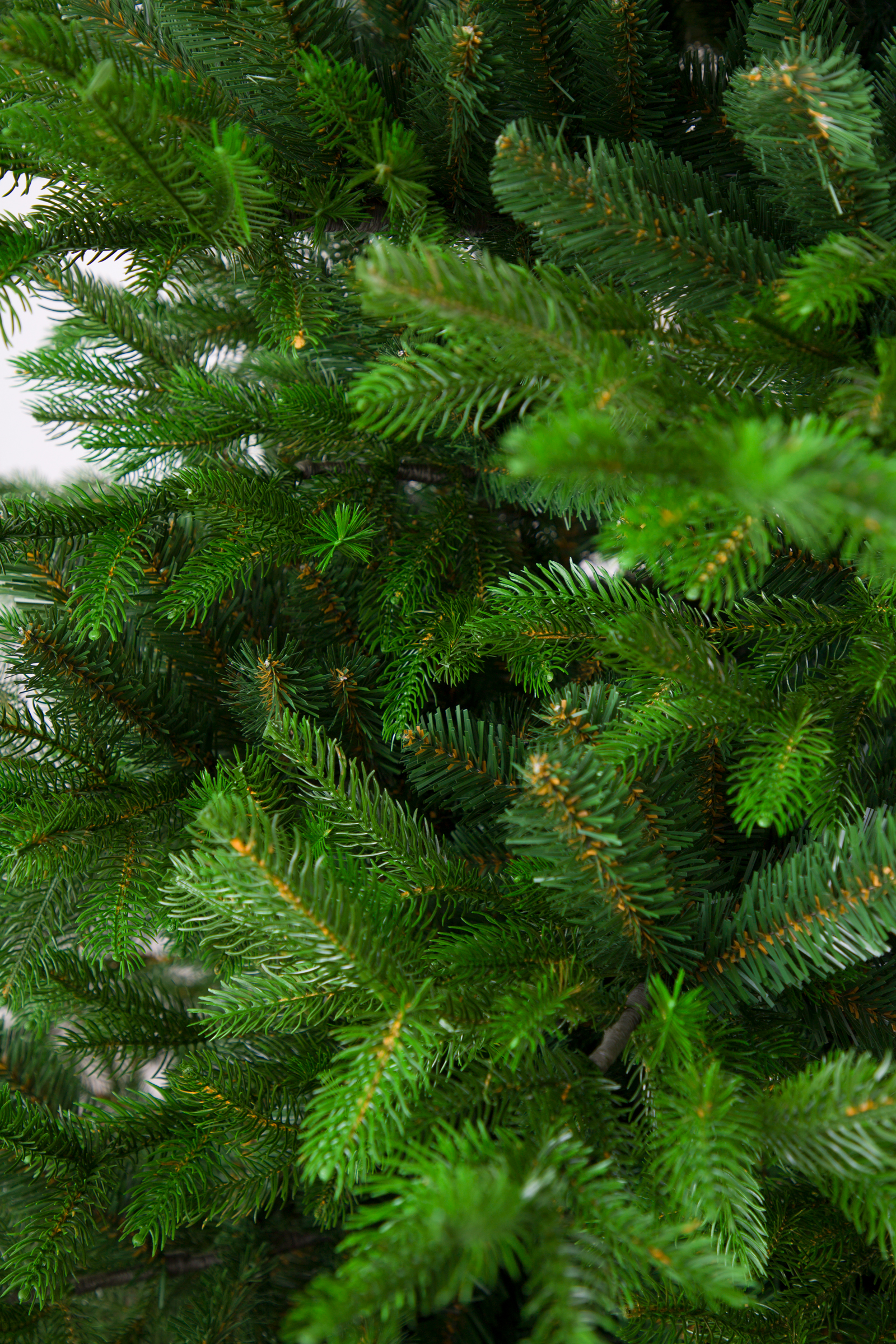 Ель Баронесса Империя Ёлок 240 см - фото 3